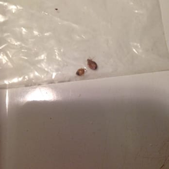 512 Living - dead bed bugs I killed personally and bagged - Property Management Near Me - Austin, Texas