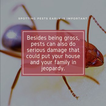 Rocky's Pest Control - Pest Control Near Me Rocky's Pest Control - Pest Control Near Me
