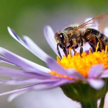 All Green Pest Control - Pest Control Near Me - Westfield, Massachusetts
