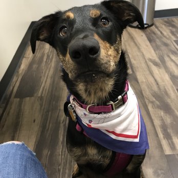 ZippiVet - Veterinarians Near Me - Kyle, Texas ZippiVet - Veterinarians Near Me - Kyle, Texas