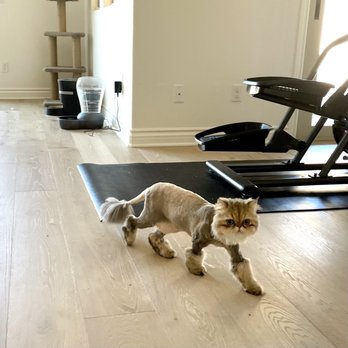 Fresh Paws on the Go - After grooming - Pet Groomers Near Me