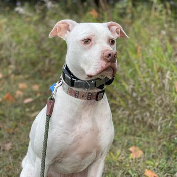 Off Leash K9 Training - Pet Training Near Me