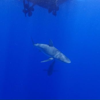 North Shore Shark Adventures - Under the boat II - Snorkeling Near Me - Haleiwa, Hawaii North Shore Shark Adventures - Under the boat II - Snorkeling Near Me - Haleiwa, Hawaii
