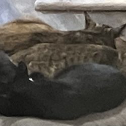 Kitty Cat Lounge - Gaggle of kitties having a siesta