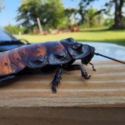 Oklahoma Exotics Rescue and Sanctuary