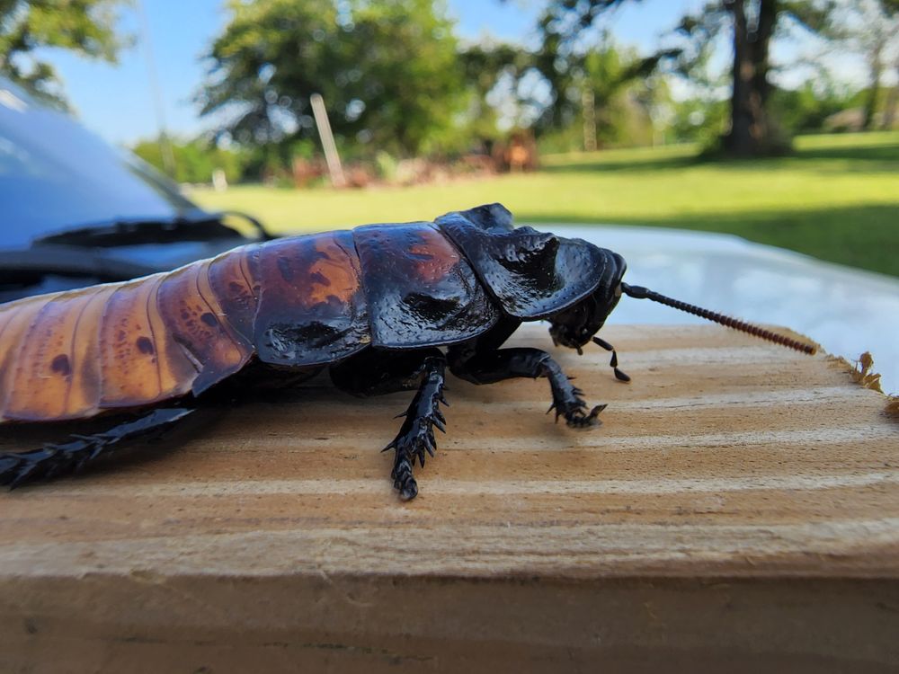 Social spots from Oklahoma Exotics Rescue and Sanctuary