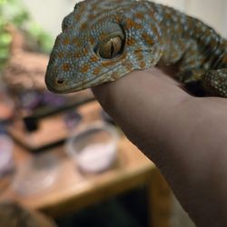 Backwater Reptiles - Rest in peace little Kratos  and then he was placed back in the plastic to 'make sure he is actually dead' He was. Very dead.