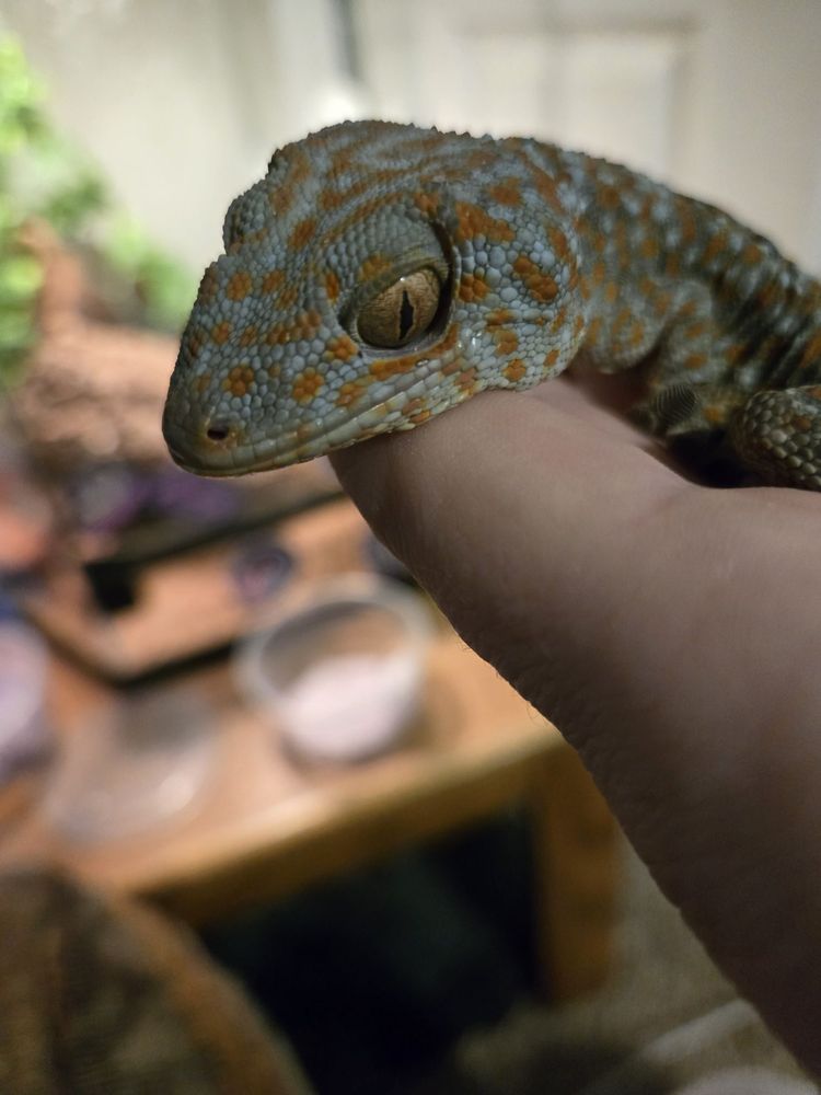 Backwater Reptiles - reptile breeding in Rocklin, CA
