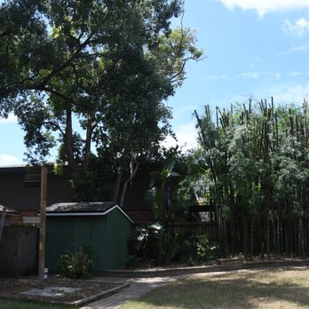 Team Negrich Tree Services - After ... fewer bamboo leaves to fall in my yard, less risk during high winds, and hopefully thicker foliage lower down for more privacy. - Tree Services Near Me Team Negrich Tree Services - After ... fewer bamboo leaves to fall in my yard, less risk during high winds, and hopefully thicker foliage lower down for more privacy. - Tree Services Near Me