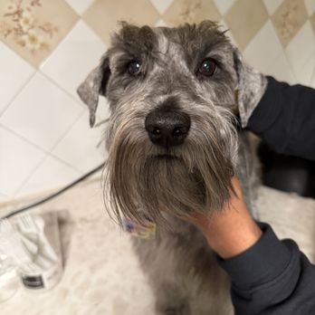 Pretty Paws - Pet Groomers Near Me - Lyndhurst, New Jersey Pretty Paws - Pet Groomers Near Me - Lyndhurst, New Jersey