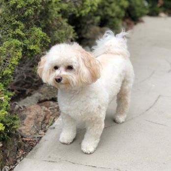 Kutz For Mutz - Pet Groomers Near Me - Albany, California