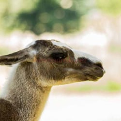 Wildpark Freisen
