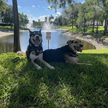 Bad Pup Club - Pet Training Near Me - Hemet, California Bad Pup Club - Pet Training Near Me - Hemet, California