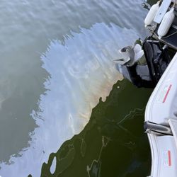 Bunting Marine