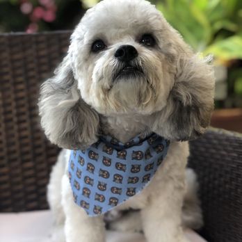 Scrub A Pup - Marley - Pet Groomers Near Me Scrub A Pup - Marley - Pet Groomers Near Me