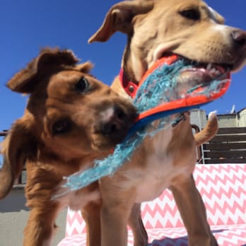 Stray From The Heart - Macy & her sister, Maddie. - Animal Shelters Near Me Stray From The Heart - Macy & her sister, Maddie. - Animal Shelters Near Me
