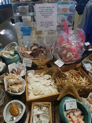 Whale, Sea Life, & Shark Museum by null