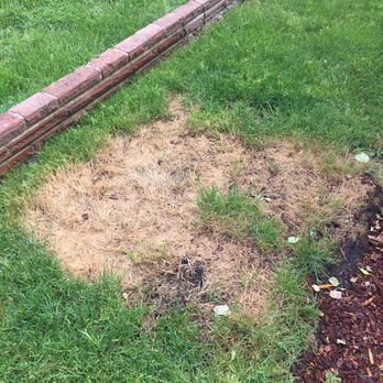 Guardian Landscape - Not sure what they did here but it's really cool looking - Landscaping Near Me - Des Moines, Washington Guardian Landscape - Not sure what they did here but it's really cool looking - Landscaping Near Me - Des Moines, Washington