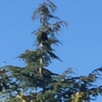 Am/Pm Tree Service - Our cat Lightning at the top of the tree. - Tree Services Near Me - Vallejo, California