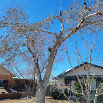Tree Care by Design - Before - Tree Services Near Me