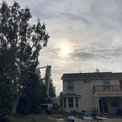 A-Plus Tree Service - Our tree before(our home for reference)