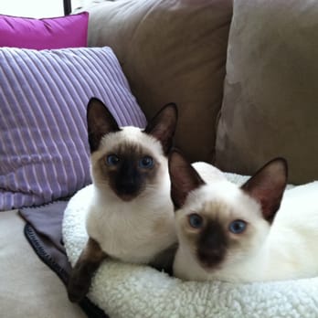 Favorite Friends Petsitters - Our 2 wonderful Siamese! So much fun and love! - Pet Sitting Near Me - Laguna Niguel, California Favorite Friends Petsitters - Our 2 wonderful Siamese! So much fun and love! - Pet Sitting Near Me - Laguna Niguel, California