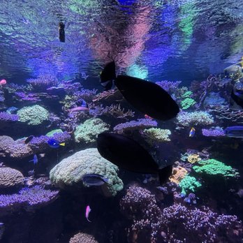 New York Aquarium - Zoos Near Me - Brooklyn, New York New York Aquarium - Zoos Near Me - Brooklyn, New York