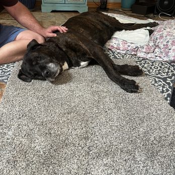 Angel Veterinary Services - Our Chloe - Veterinarians Near Me - Phoenix, Arizona