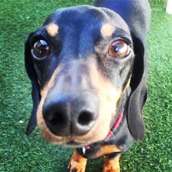 Your Good Dog - Pet Training Near Me - Key Biscayne, Florida Your Good Dog - Pet Training Near Me - Key Biscayne, Florida