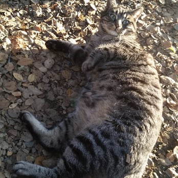 Nyingma Institute - Chubby cat that belongs to the temple.. likes to leave dead animals around. - Yoga Near Me - Berkeley, California Nyingma Institute - Chubby cat that belongs to the temple.. likes to leave dead animals around. - Yoga Near Me - Berkeley, California