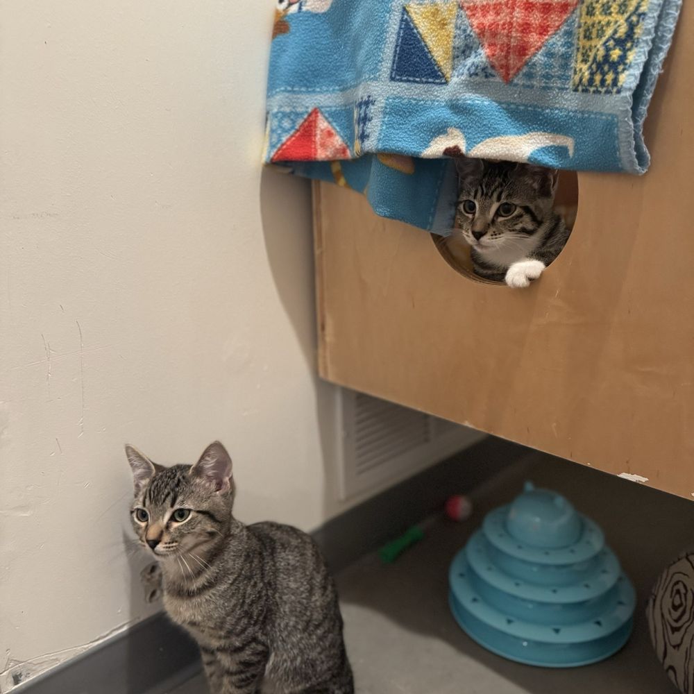 Kittens Kittens