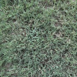 Grassperson Lawn Care & Landscape - The best area and still