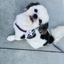 Photo of Puppy Love Pet Grooming