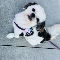 Puppy Love Pet Grooming