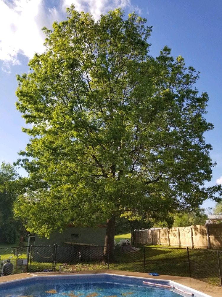 TREES ARE LIFE Updated August 2024 Herkimer, New York Tree