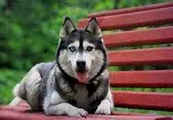 Personalized Pet Sitting Services Image