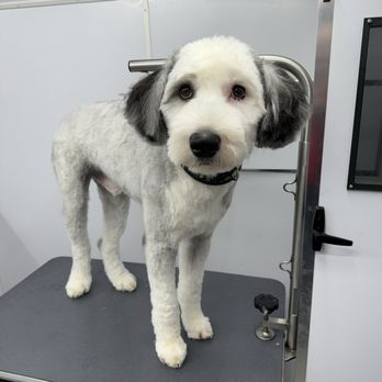 Reese's Rainbow Mobile Pet Salon - Sheepadoodle with a 3/8" body cut and a 5/8" teddy bear face - Pet Groomers Near Me