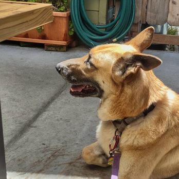Beerwood - just a pretty boy chill'n at Beerwood and enjoying all the attention. - Beer Bar Near Me - Los Osos, California