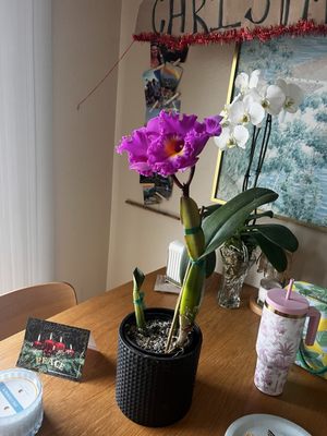 Temecula Farmer’s Market by null