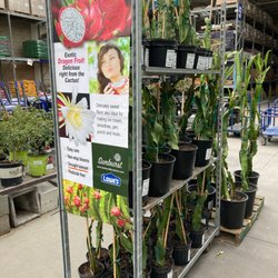 Lowe's Home Improvement - Dragon fruit plants at Lowe's in Merced