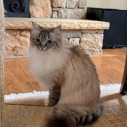 Sassy Tailz Pet Grooming