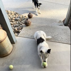 Barbara’s Pet Service - Play ball