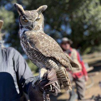Sky Falconry - Specialty Schools Near Me - Alpine, California Sky Falconry - Specialty Schools Near Me - Alpine, California