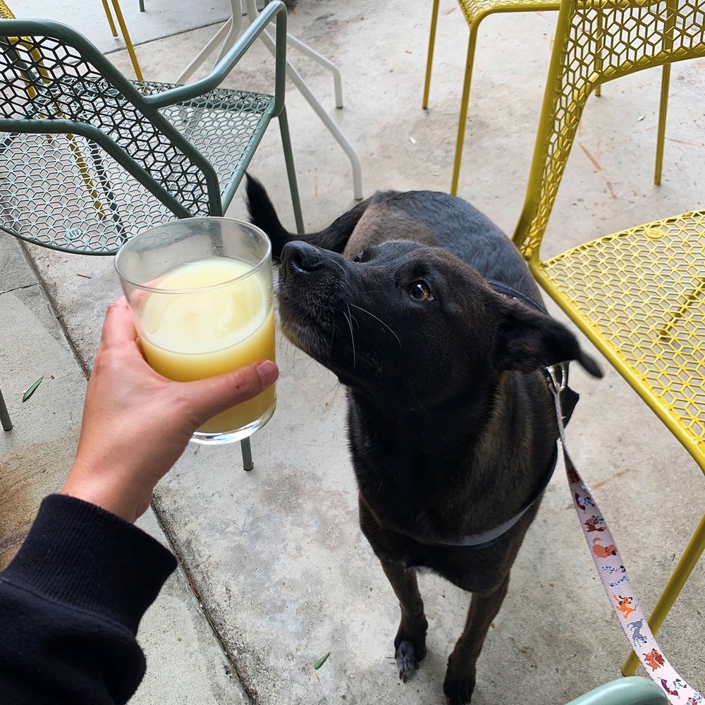 everywhere - Painkiller and my pup - Breweries Near Me - Orange, California