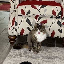 My beautiful groomed cat! My beautiful groomed cat!
