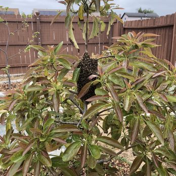 We Save Bees - One whole week (7 days) after the honeybees started camping out on our avocado tree! - Pest Control Near Me - San Diego, California