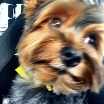 Shampooch Palace - Love the new cut!! - Pet Groomers Near Me - Loganville, Georgia