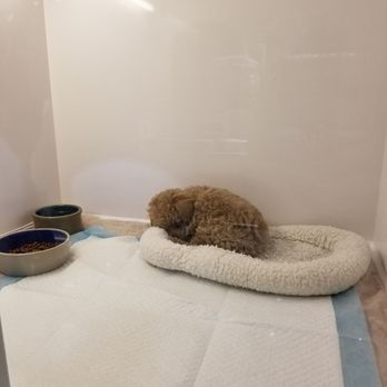 Teacups, Puppies & Boutique - Cuddly poodle - Pet Stores Near Me - Davie, Florida Teacups, Puppies & Boutique - Cuddly poodle - Pet Stores Near Me - Davie, Florida