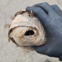 Phaseone  exterminating - Bald face hornet nest