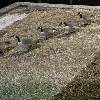 Union Point Park - Canadian geese - Parks Near Me - New Bern, North Carolina